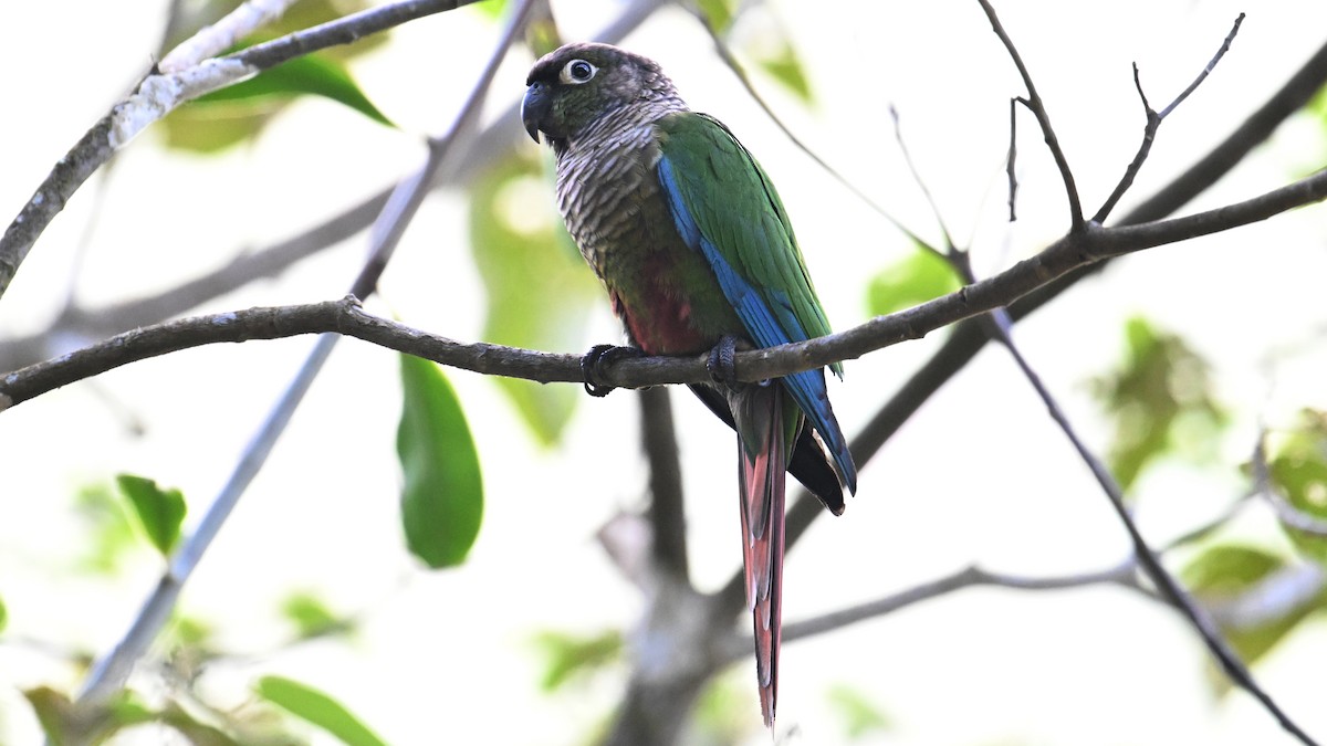 Green-cheeked Parakeet - ML643056392