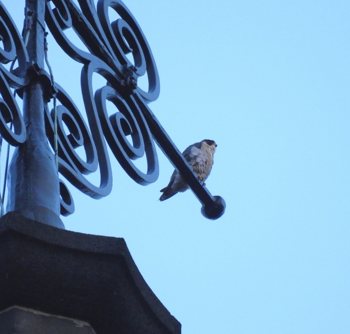 Peregrine Falcon - ML643056402