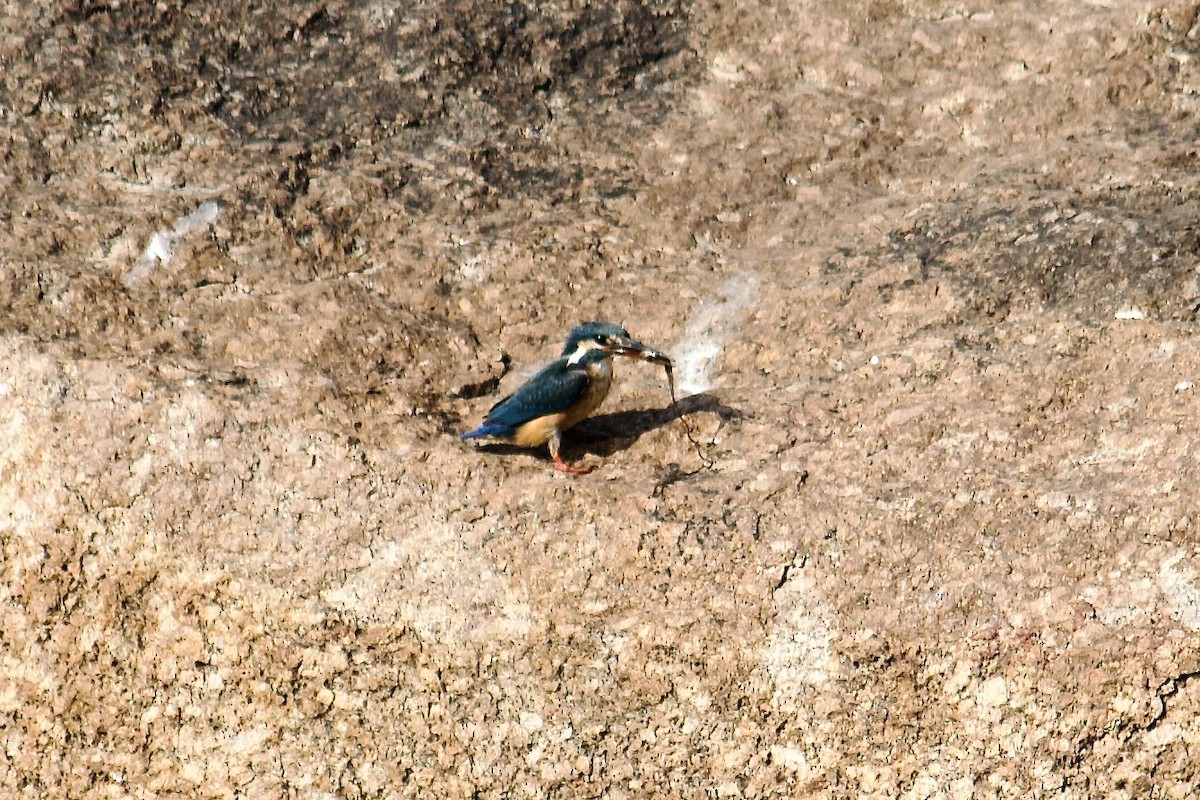Зимородок - ML643056407