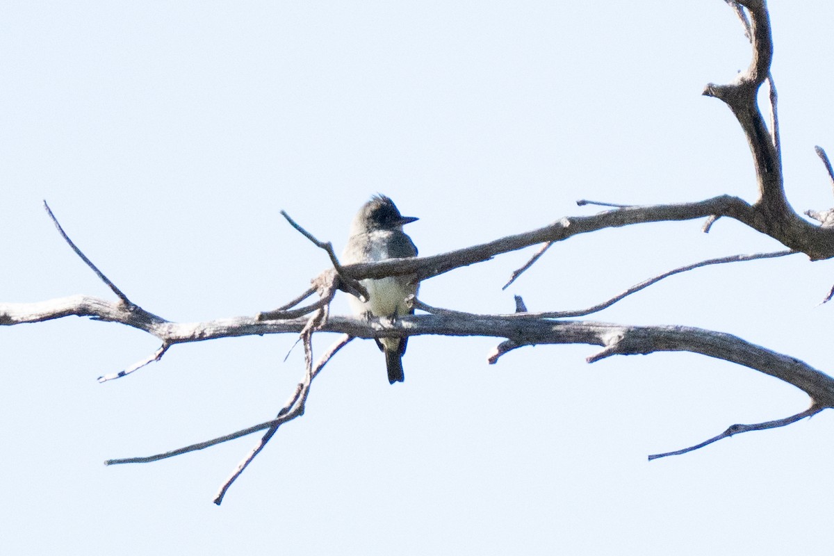 Olive-sided Flycatcher - ML643056430