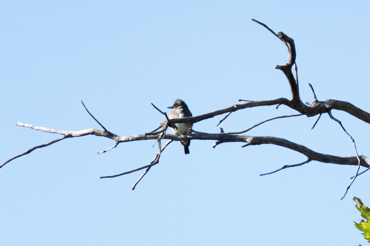 Olive-sided Flycatcher - ML643056431