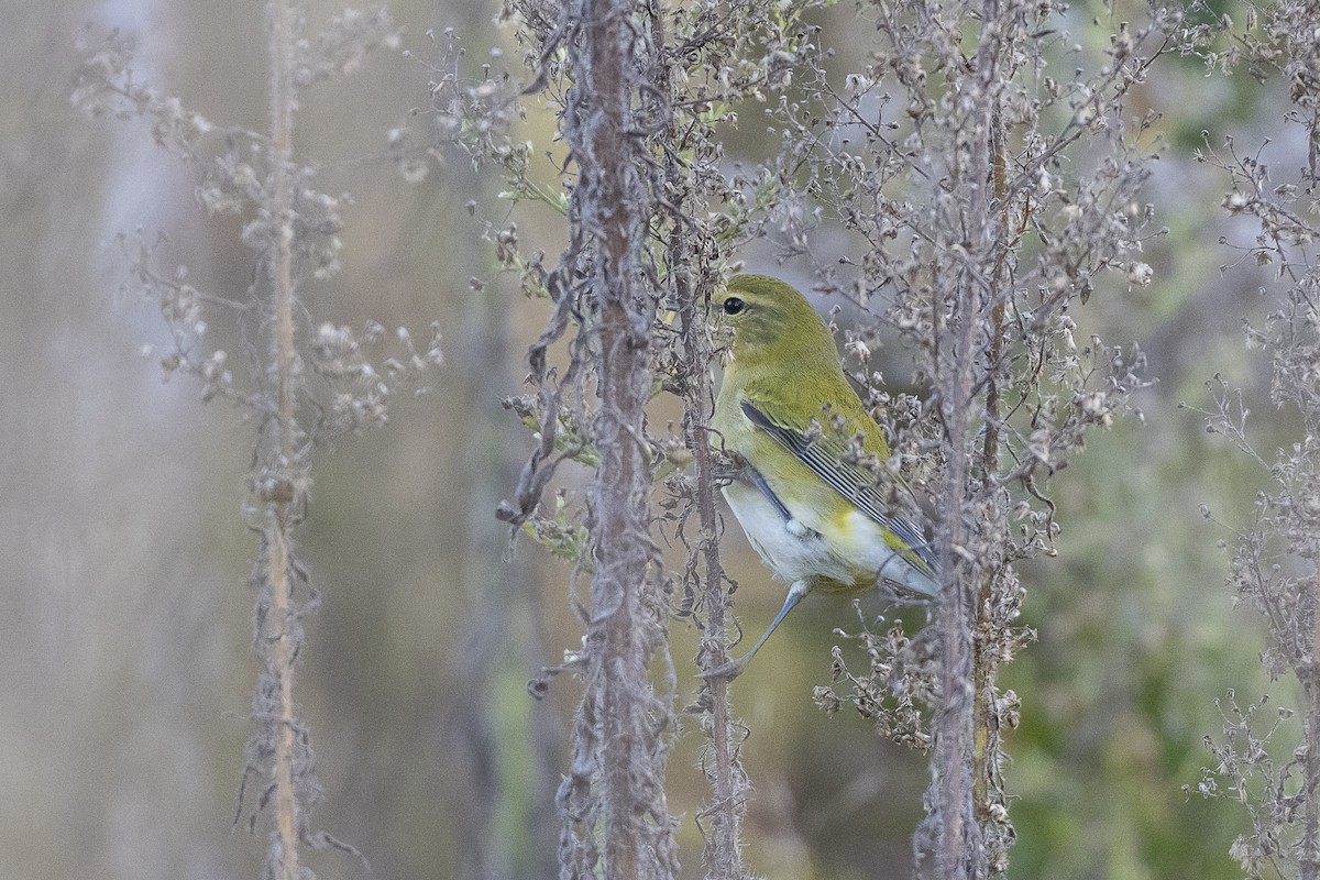 Tennessee Warbler - ML643056438