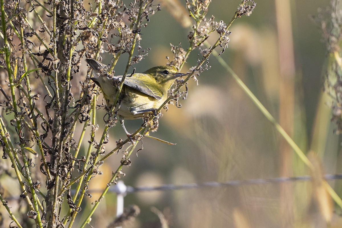 Tennessee Warbler - ML643056440