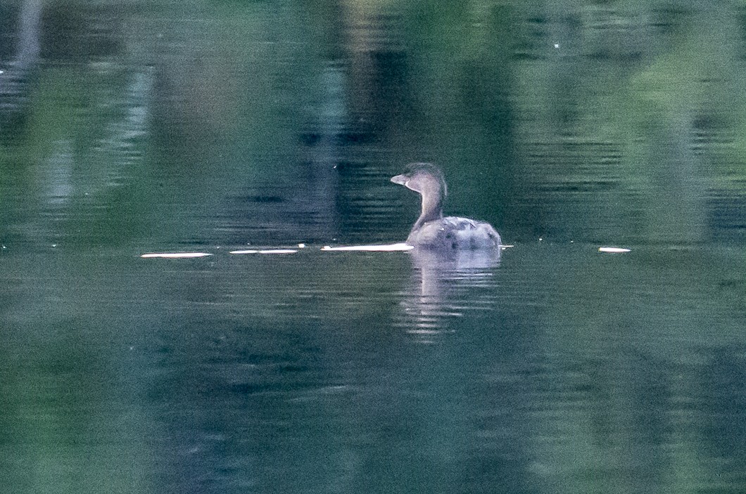Pied-billed Grebe - ML643056446