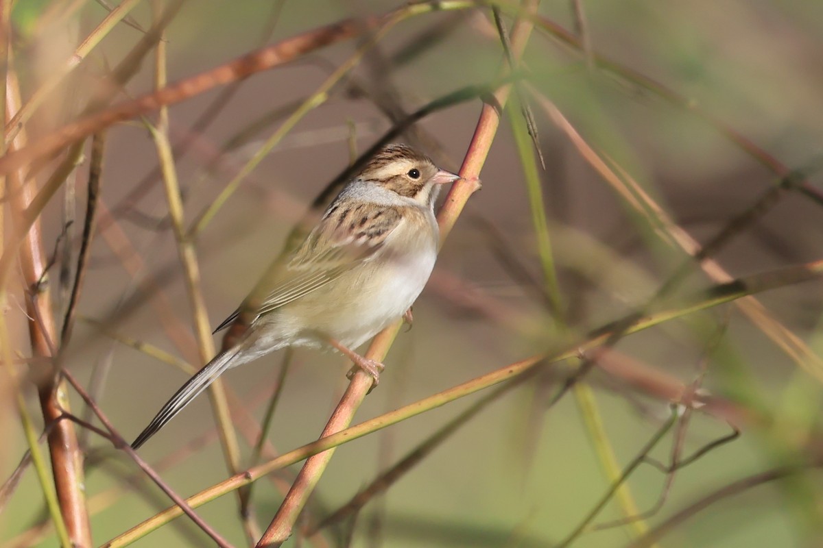 Clay-colored Sparrow - ML643056449