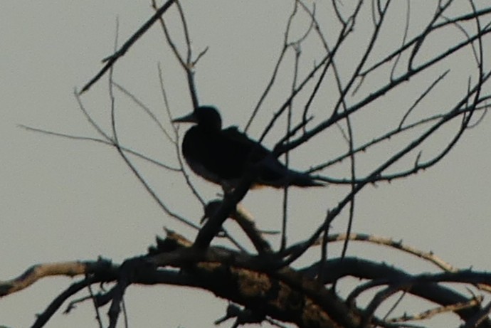 シロガシラカツオドリ - ML643056451