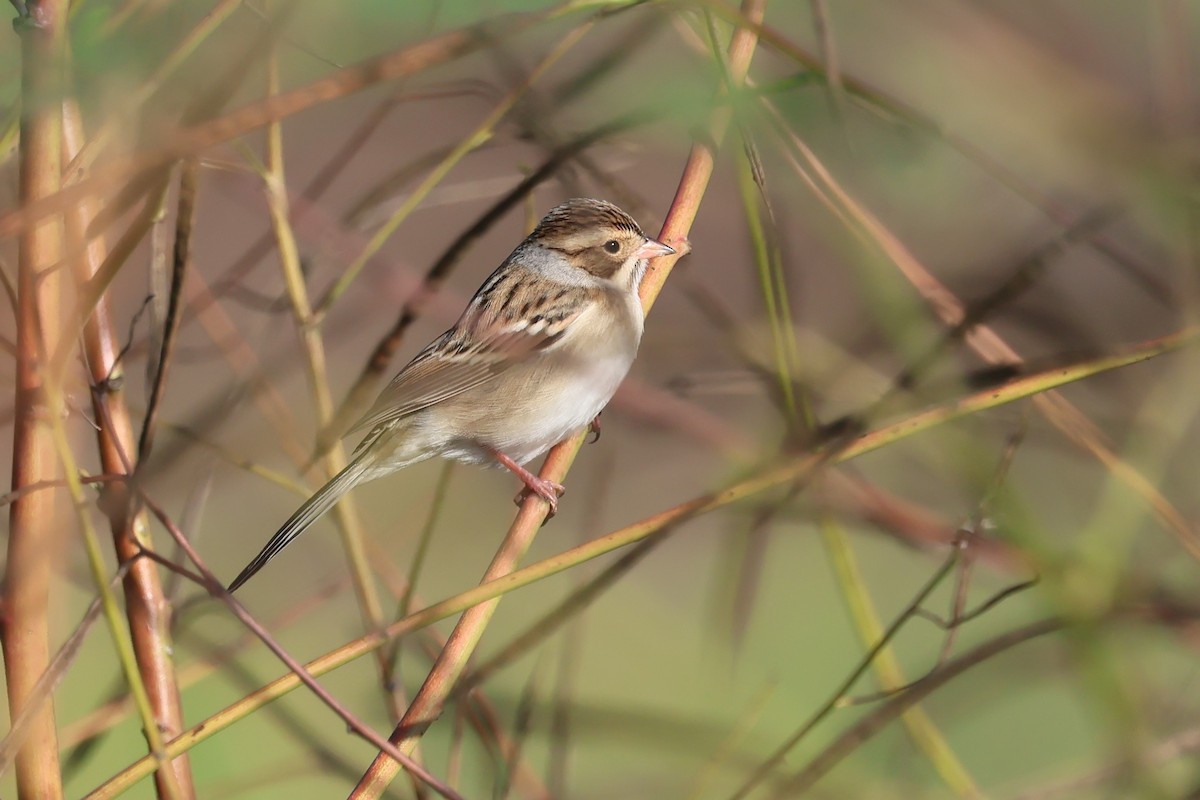 Clay-colored Sparrow - ML643056452