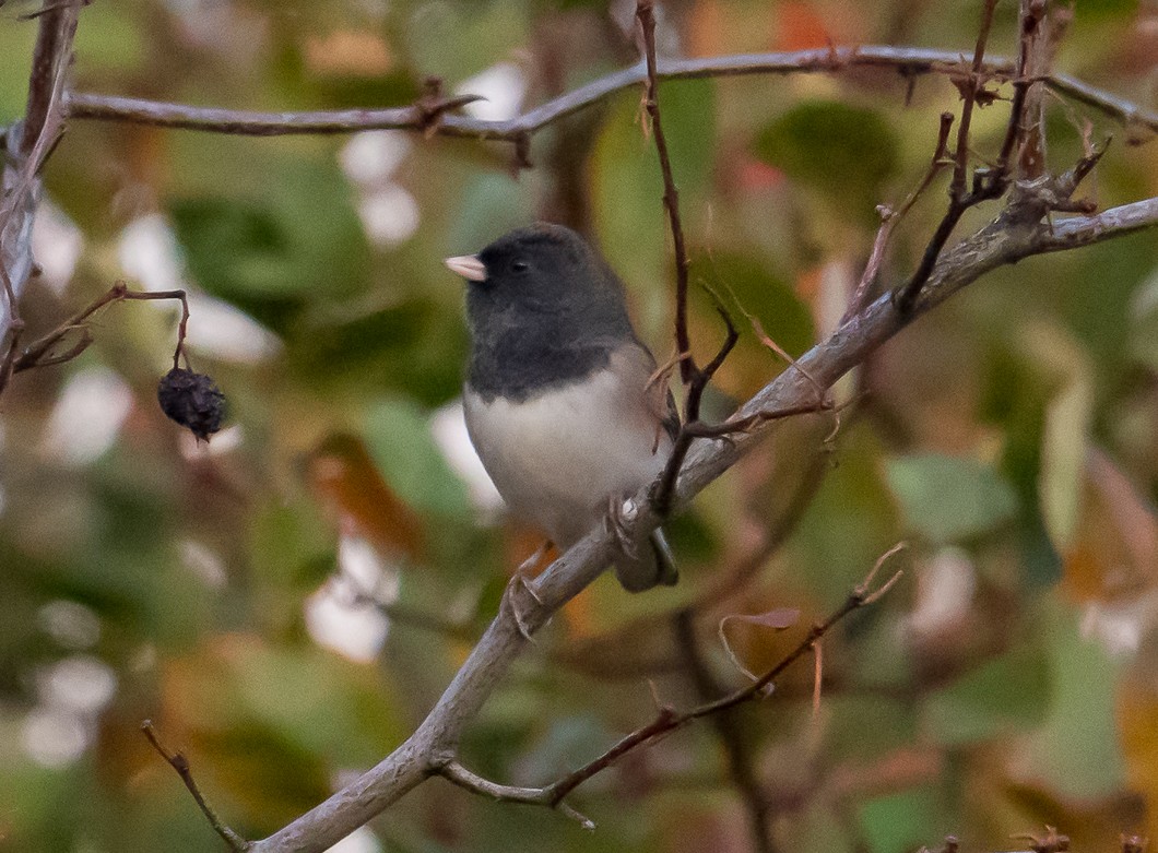 Dark-eyed Junco - ML643056459