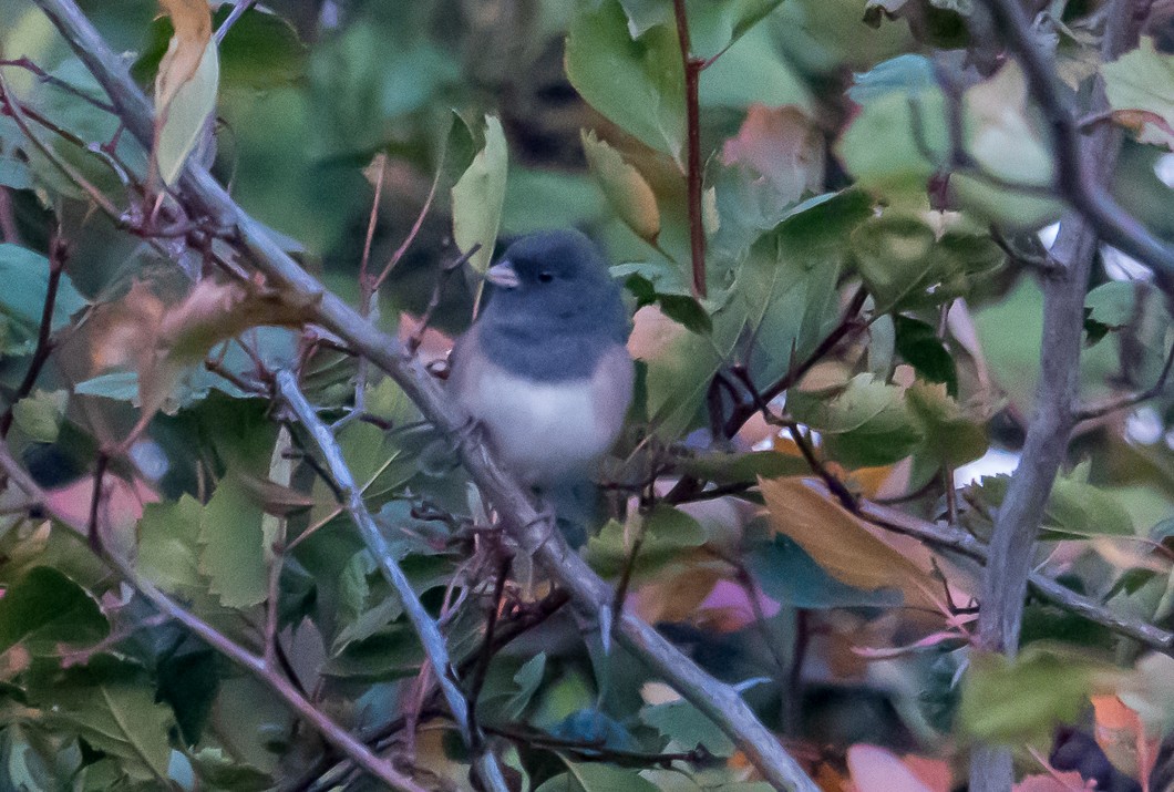Dark-eyed Junco - ML643056461