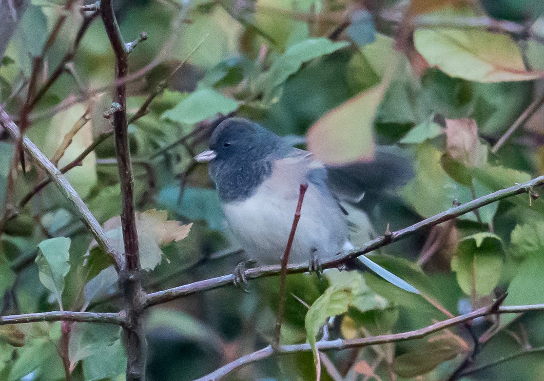 Dark-eyed Junco - ML643056463