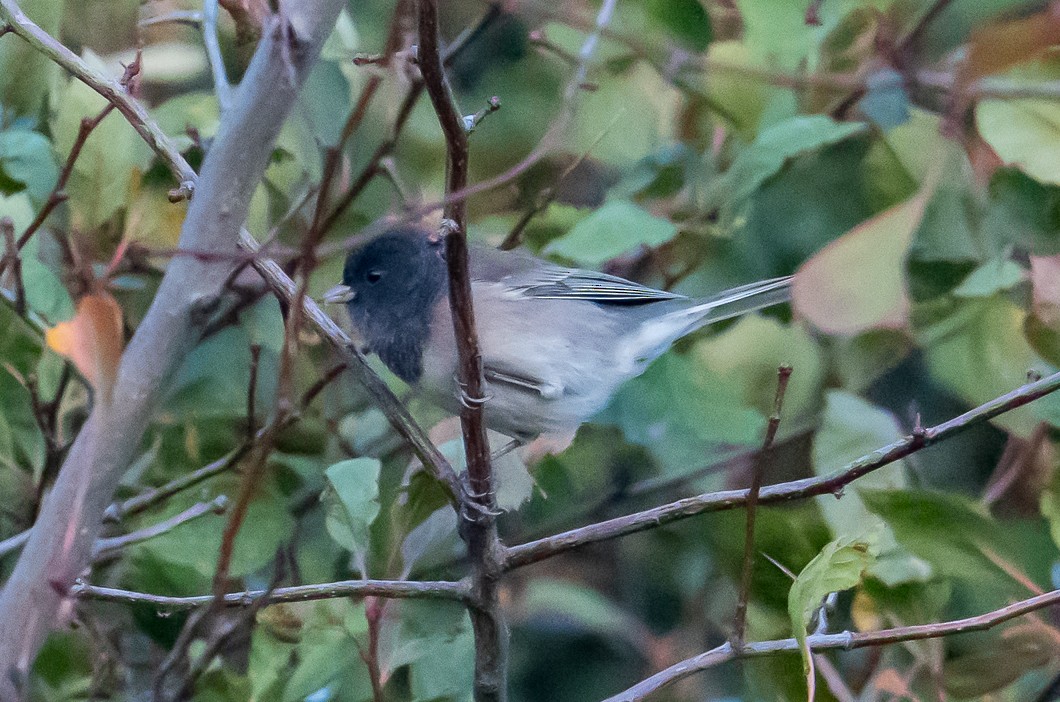 Dark-eyed Junco - ML643056464