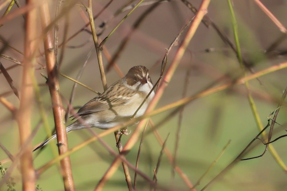 Clay-colored Sparrow - ML643056466