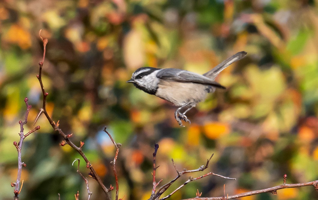 Mountain Chickadee - ML643056470