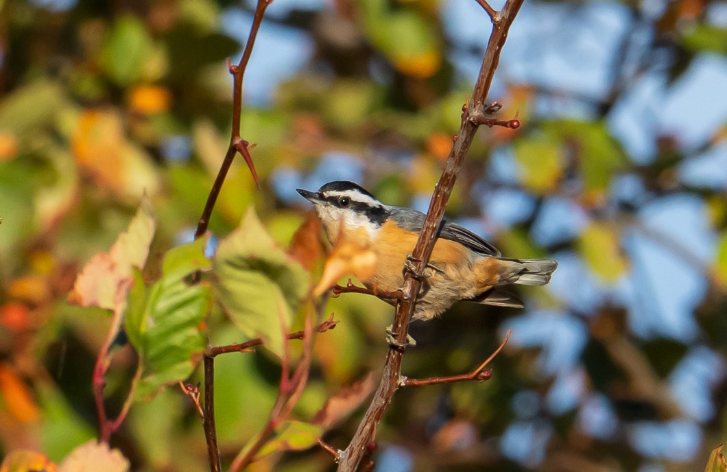 Red-breasted Nuthatch - ML643056483