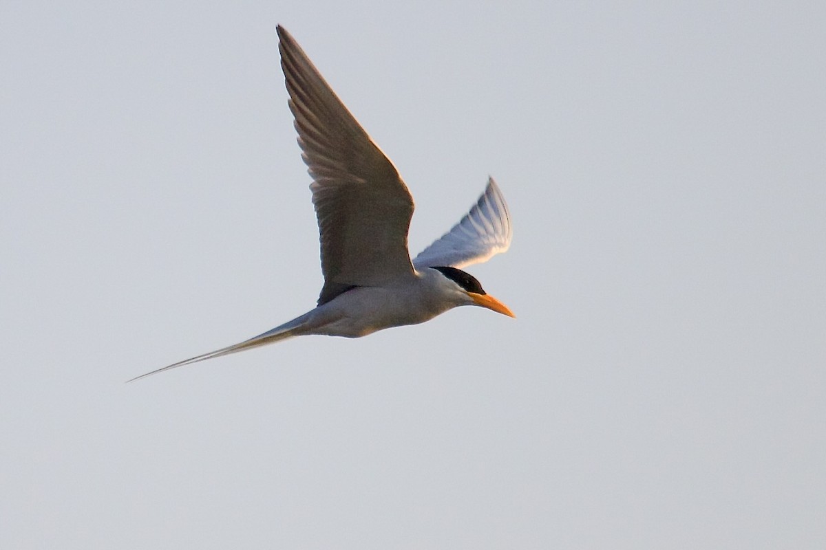 River Tern - ML643056500