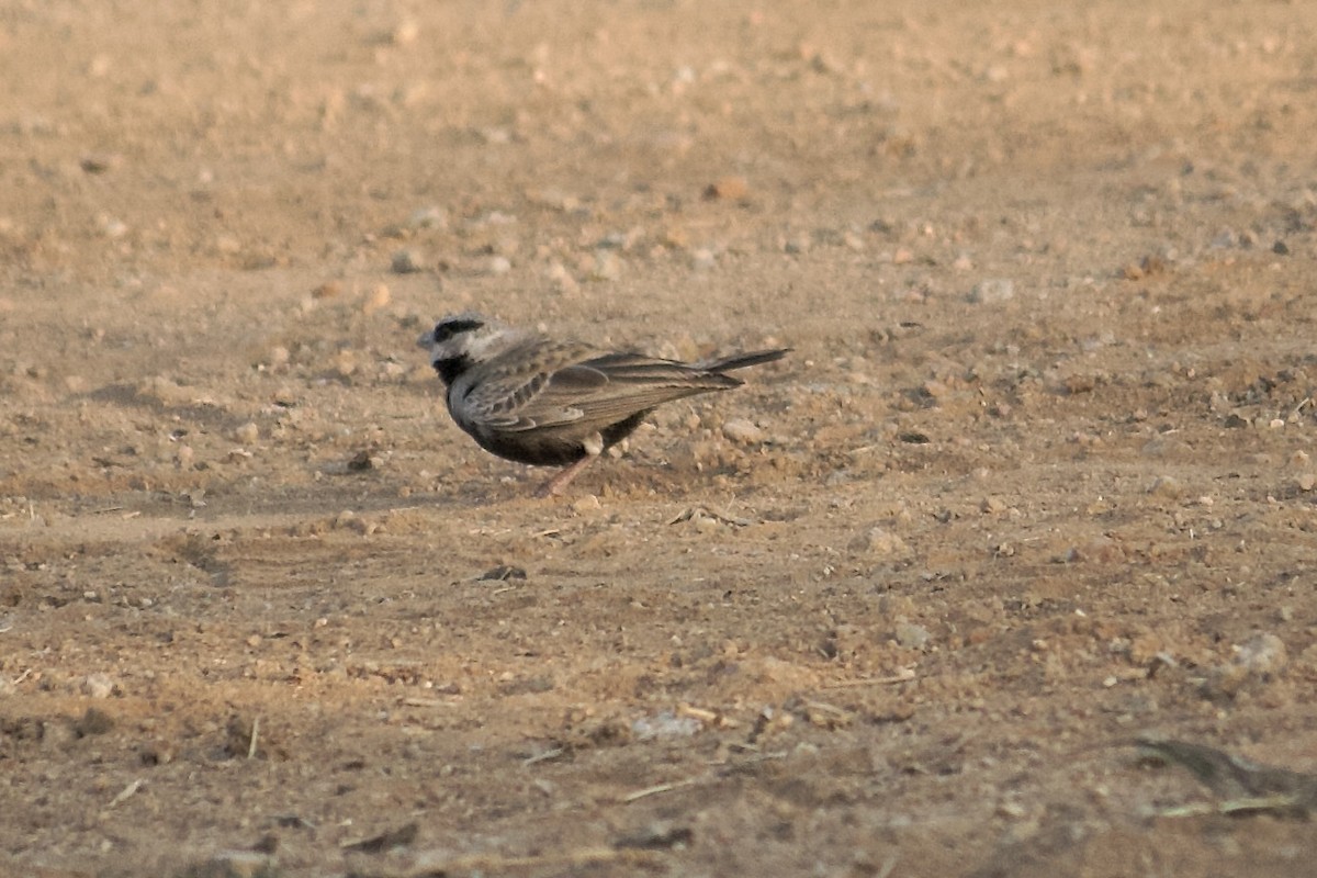 Ashy-crowned Sparrow-Lark - ML643056542