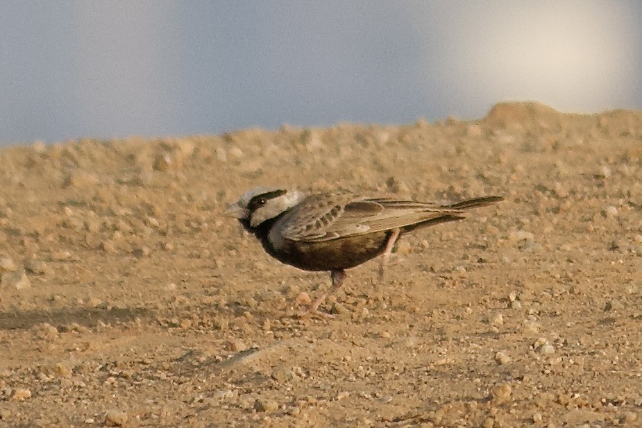 Ashy-crowned Sparrow-Lark - ML643056543