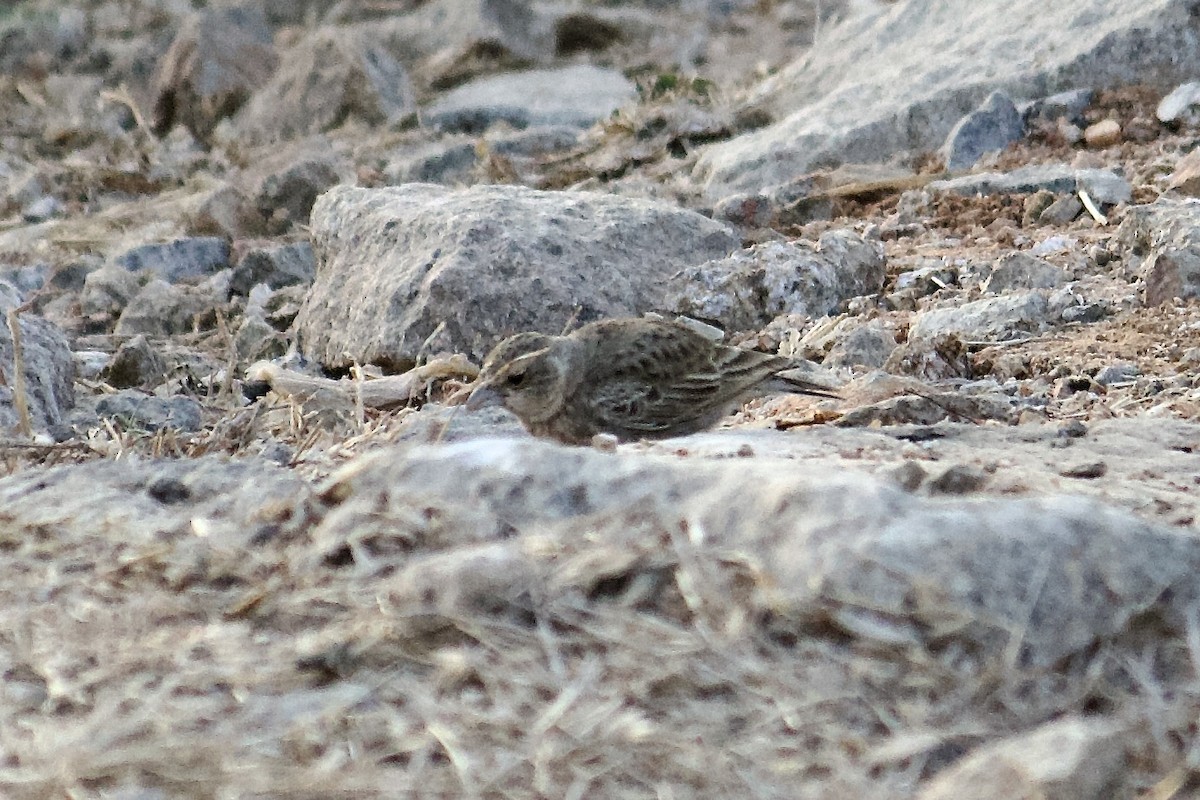 Ashy-crowned Sparrow-Lark - ML643056544