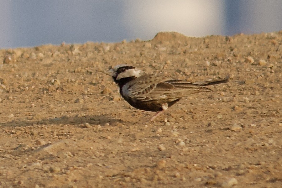 Ashy-crowned Sparrow-Lark - ML643056545