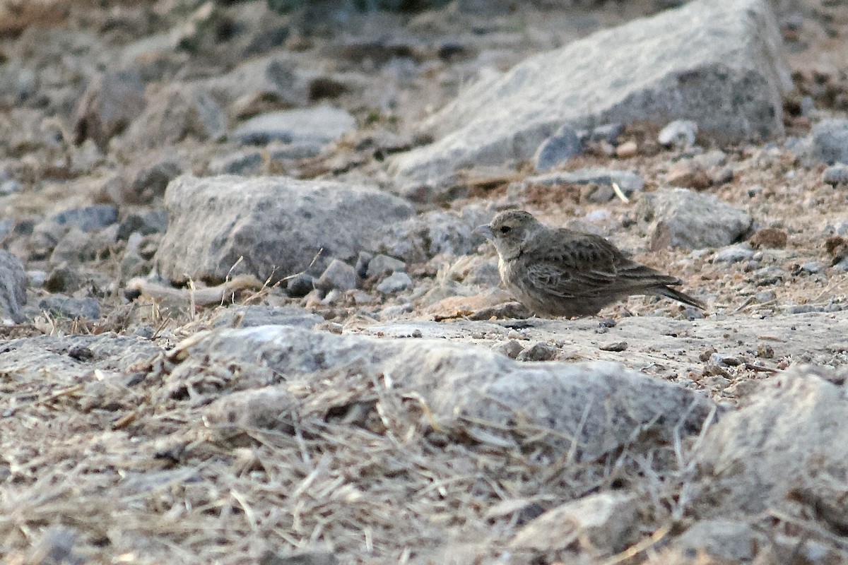 Ashy-crowned Sparrow-Lark - ML643056546