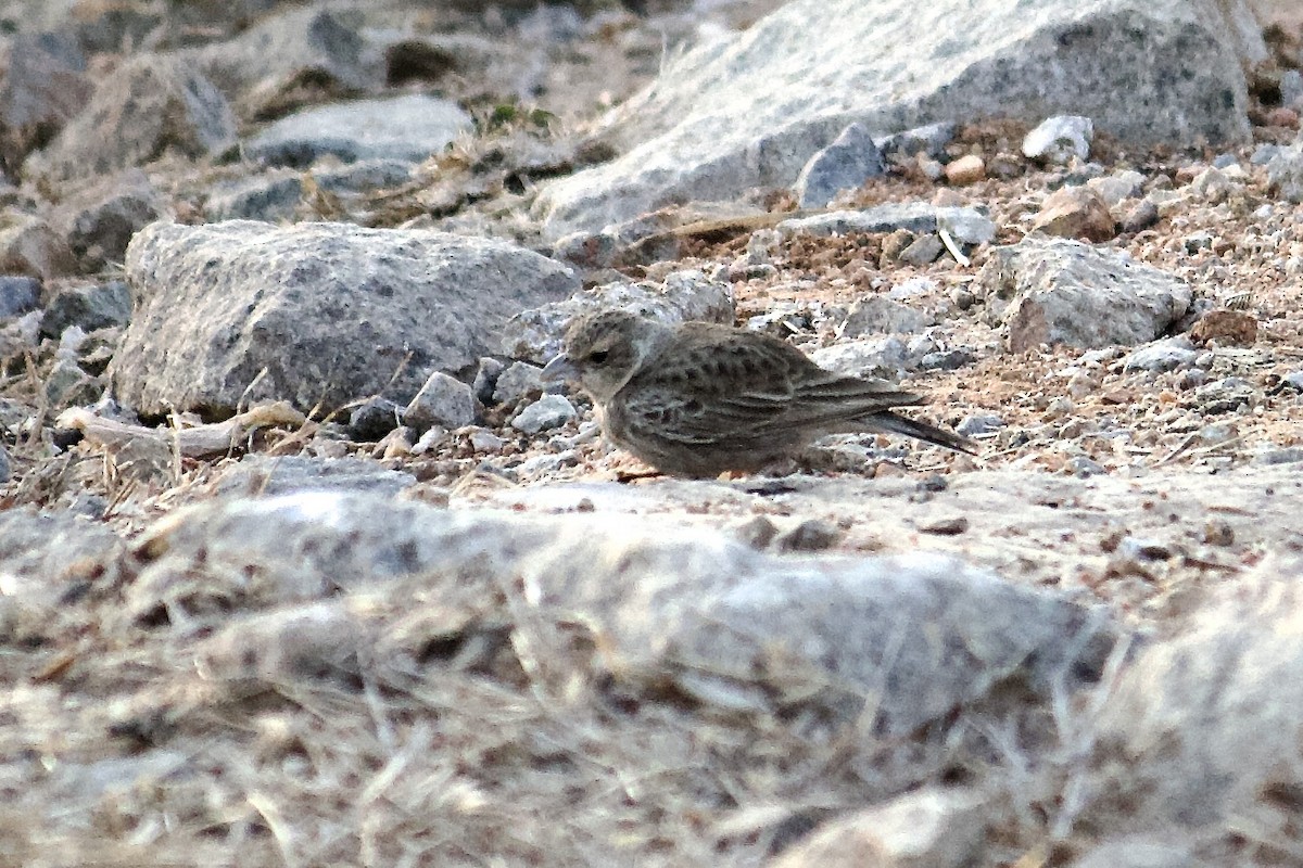 Ashy-crowned Sparrow-Lark - ML643056547