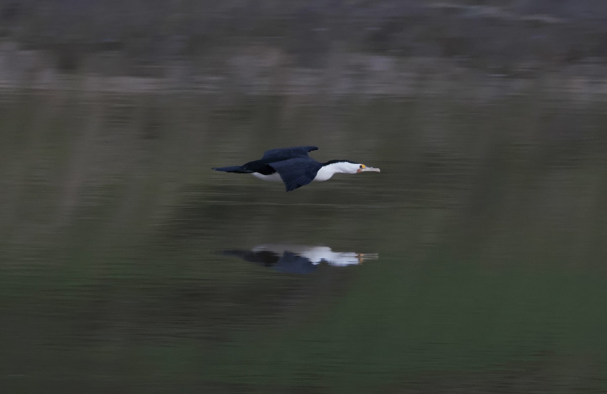 Pied Cormorant - ML643056549