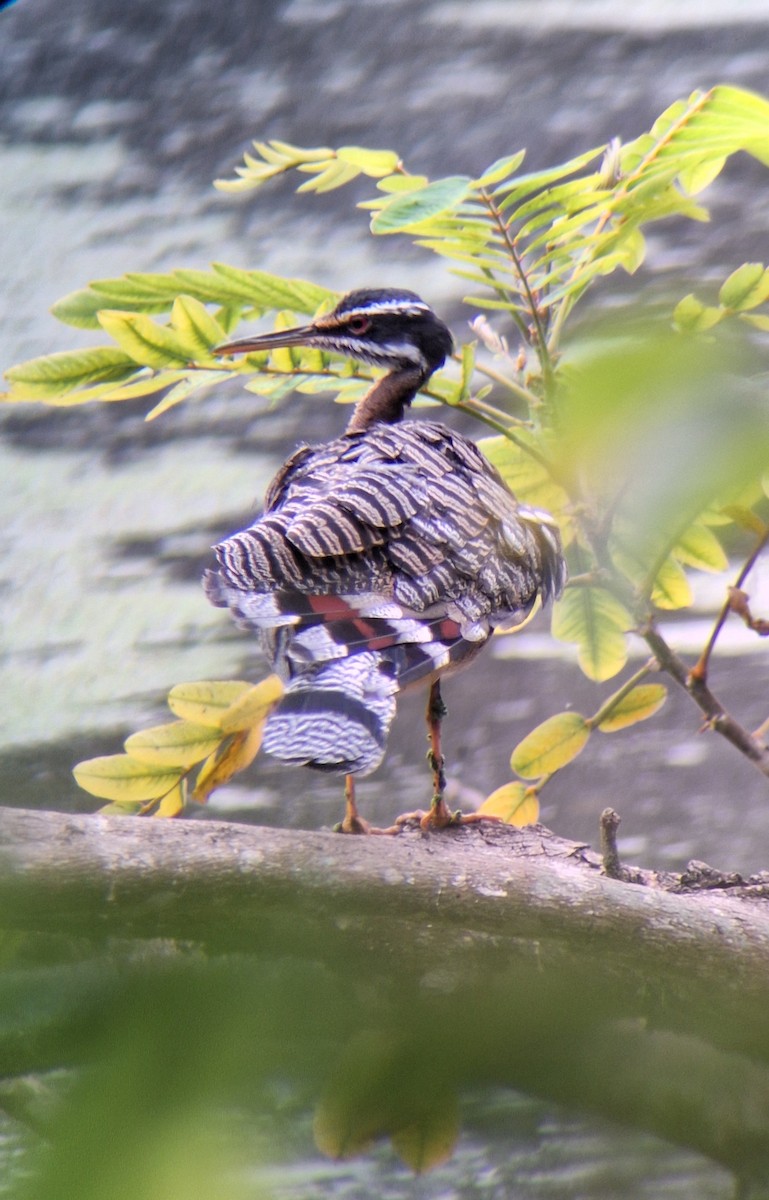 Sunbittern - ML643056563