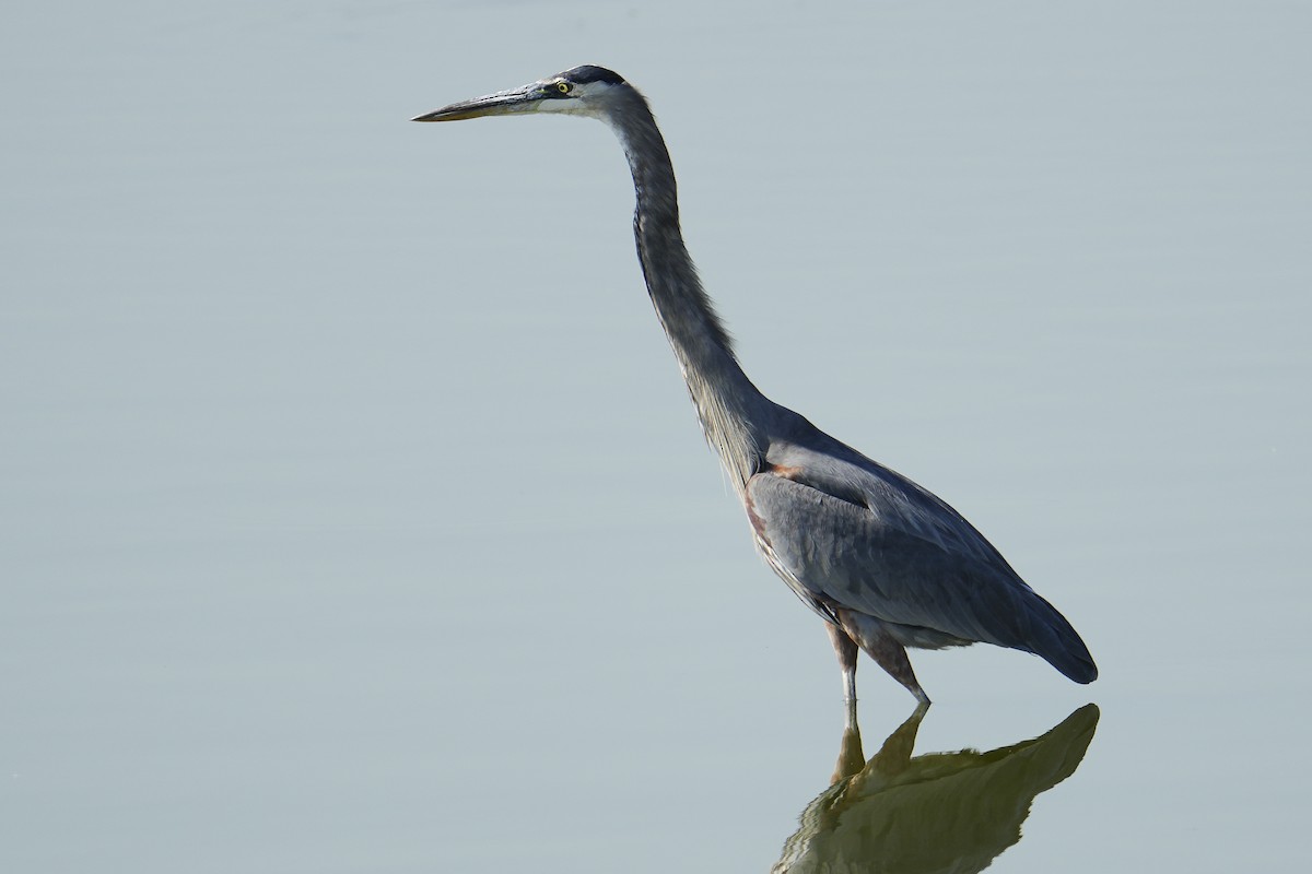 Great Blue Heron - ML643056577