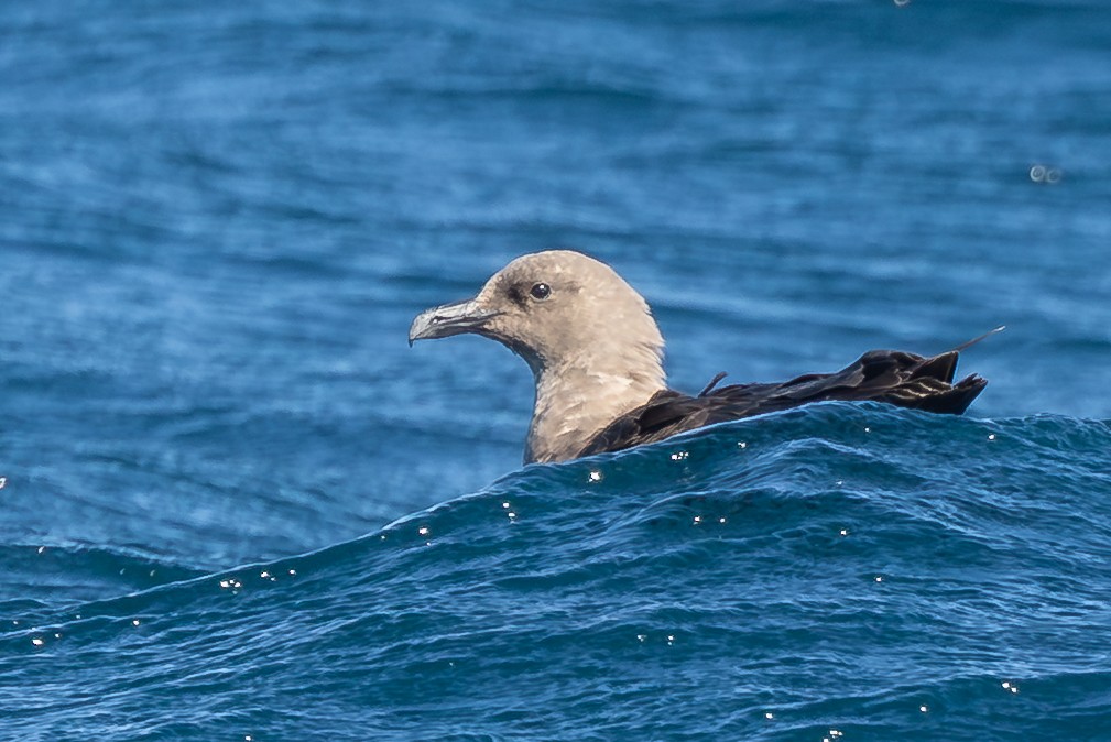 South Polar Skua - ML643056579