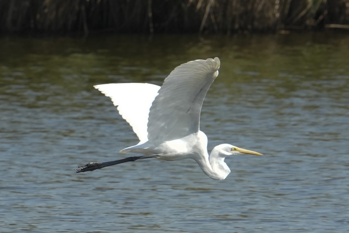 Great Egret - ML643056581