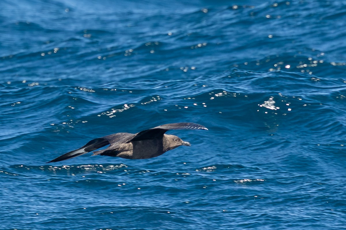 South Polar Skua - ML643056591