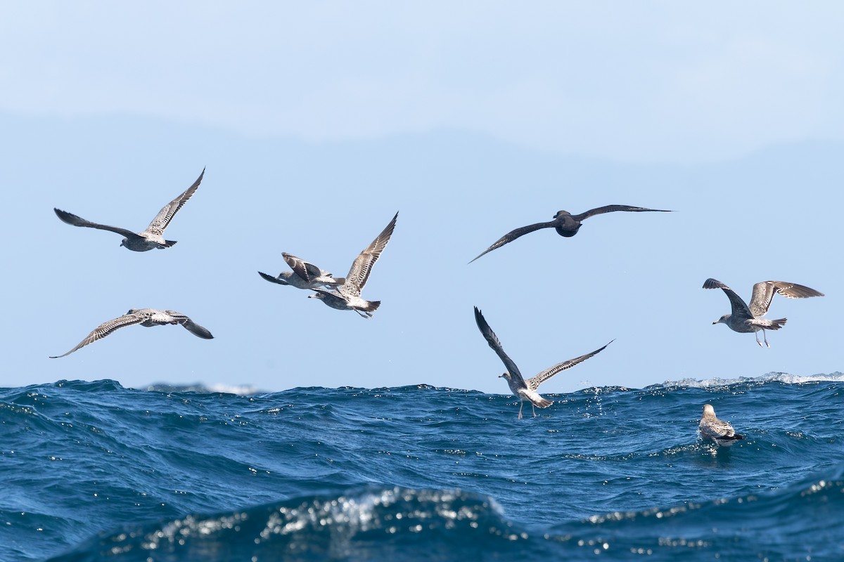 South Polar Skua - ML643056601