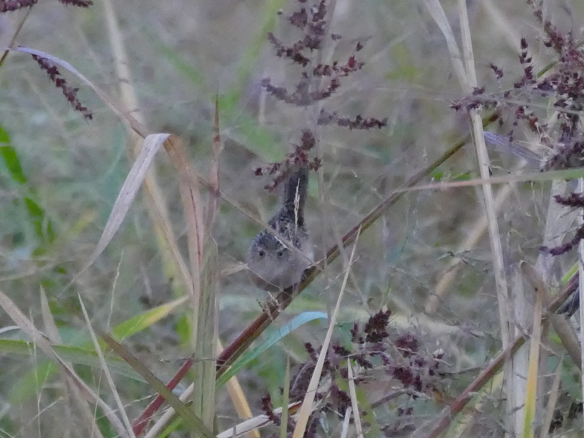 Sedge Wren - ML643056609