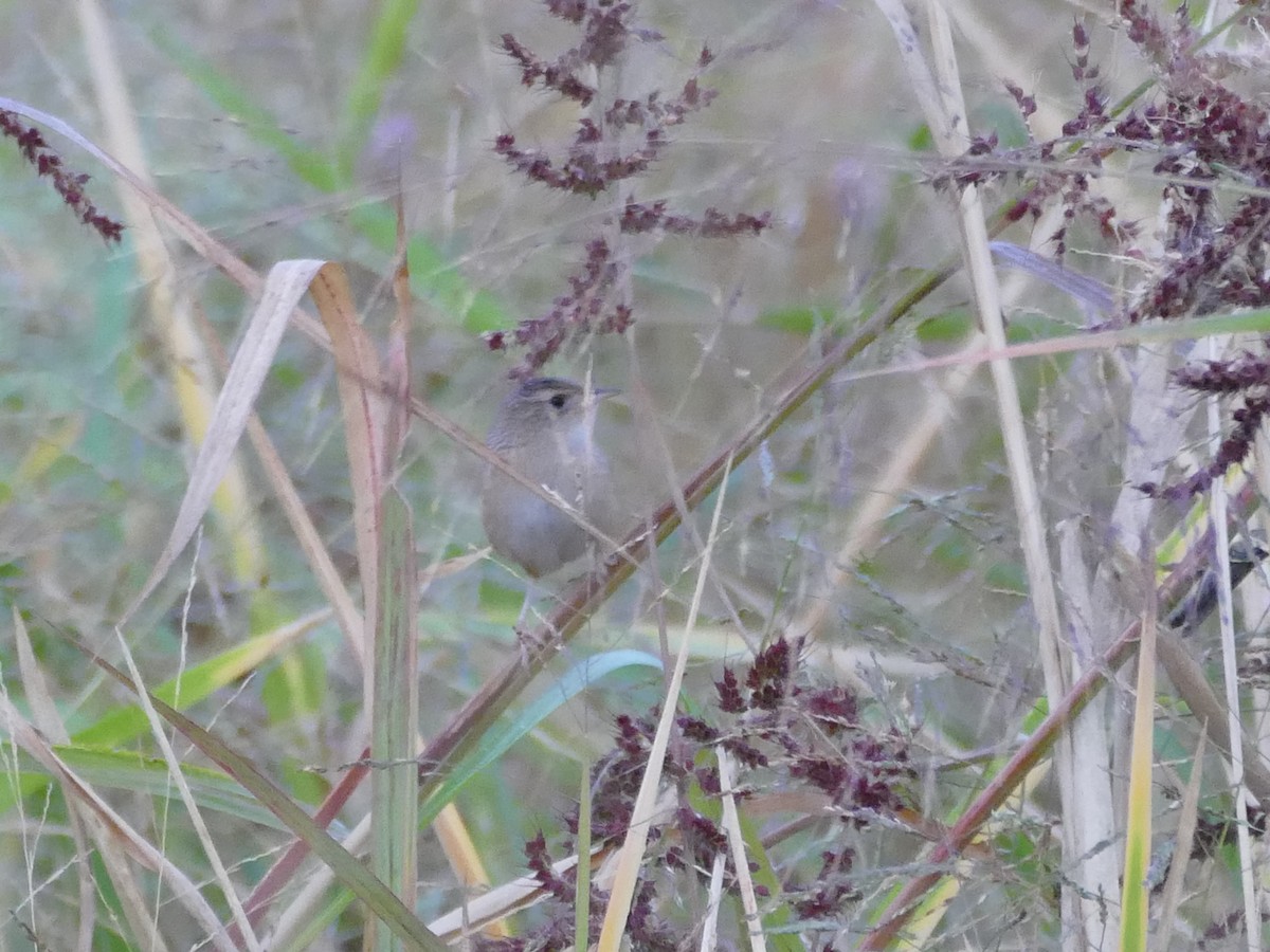 Sedge Wren - ML643056619