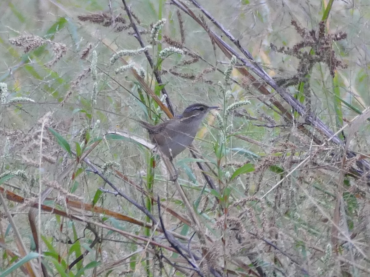 Marsh Wren - ML643056629