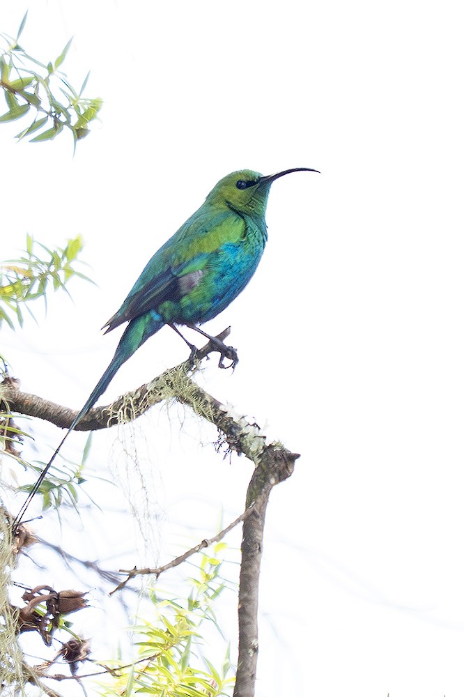 Malachite Sunbird - ML643056632