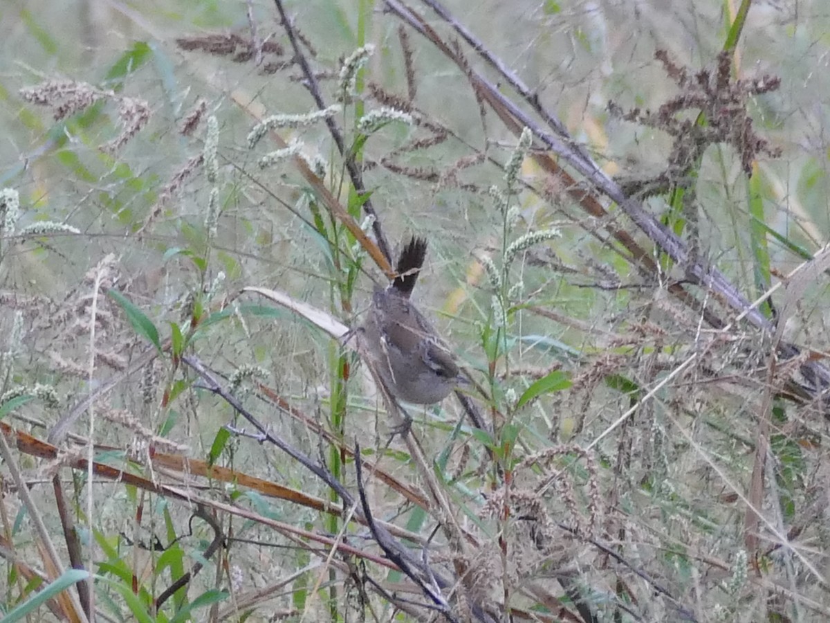 Marsh Wren - ML643056633
