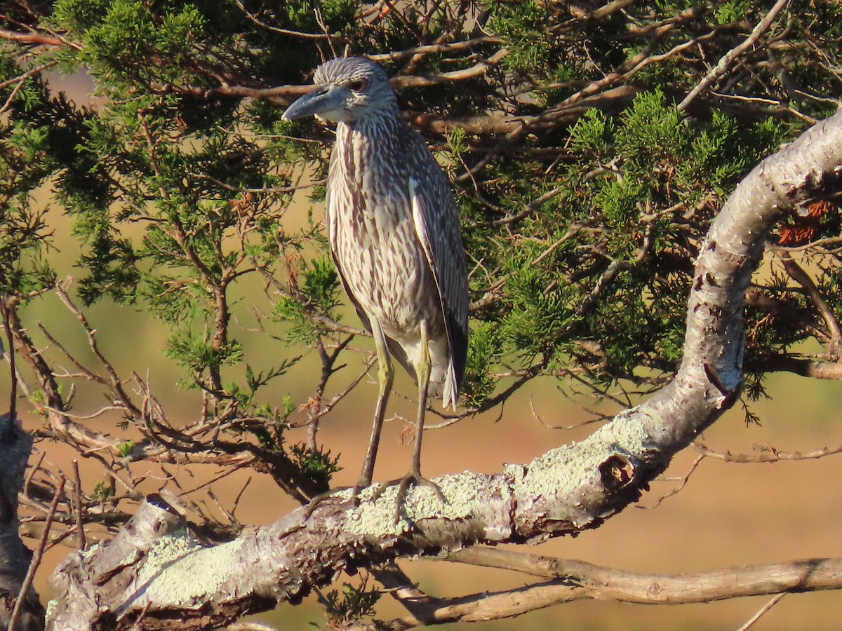 Yellow-crowned Night Heron - ML643056635