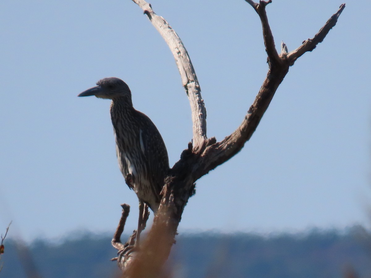 Yellow-crowned Night Heron - ML643056698
