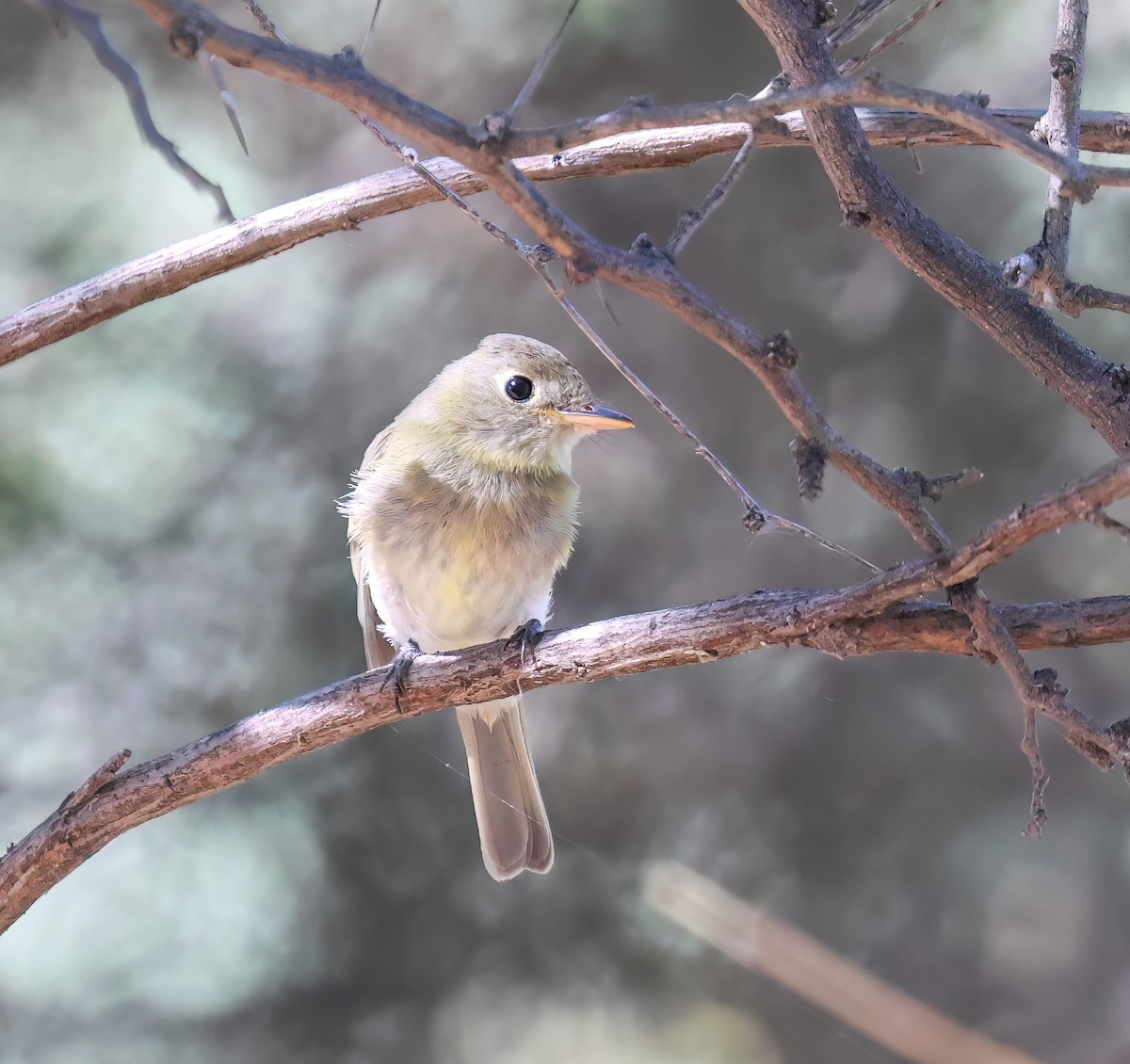Western Flycatcher (Pacific-slope) - ML643056705