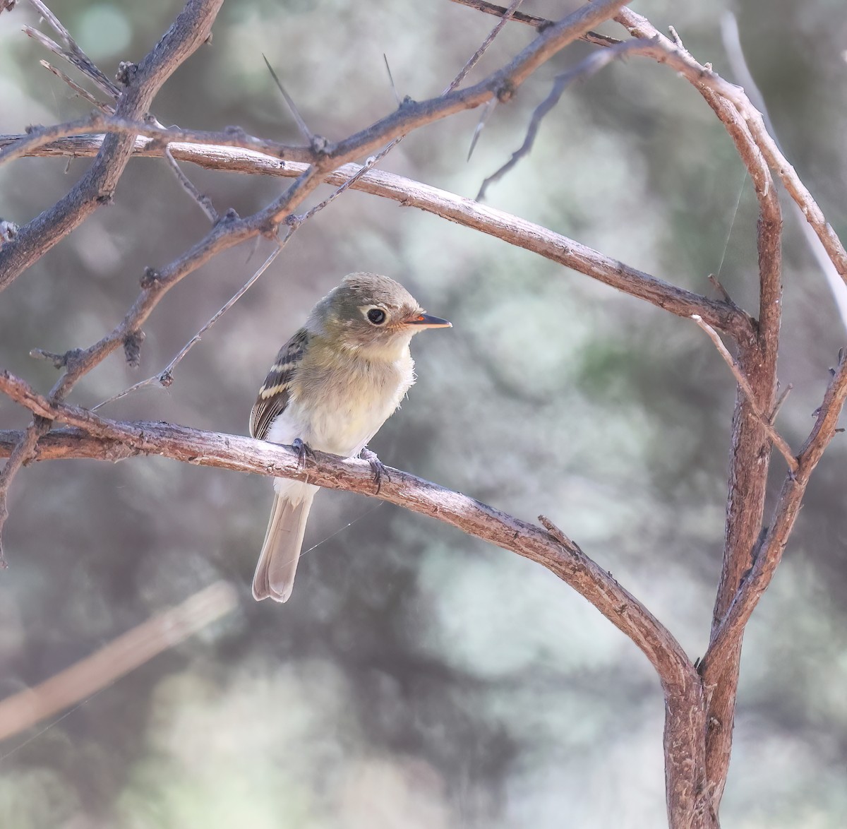 Western Flycatcher (Pacific-slope) - ML643056706