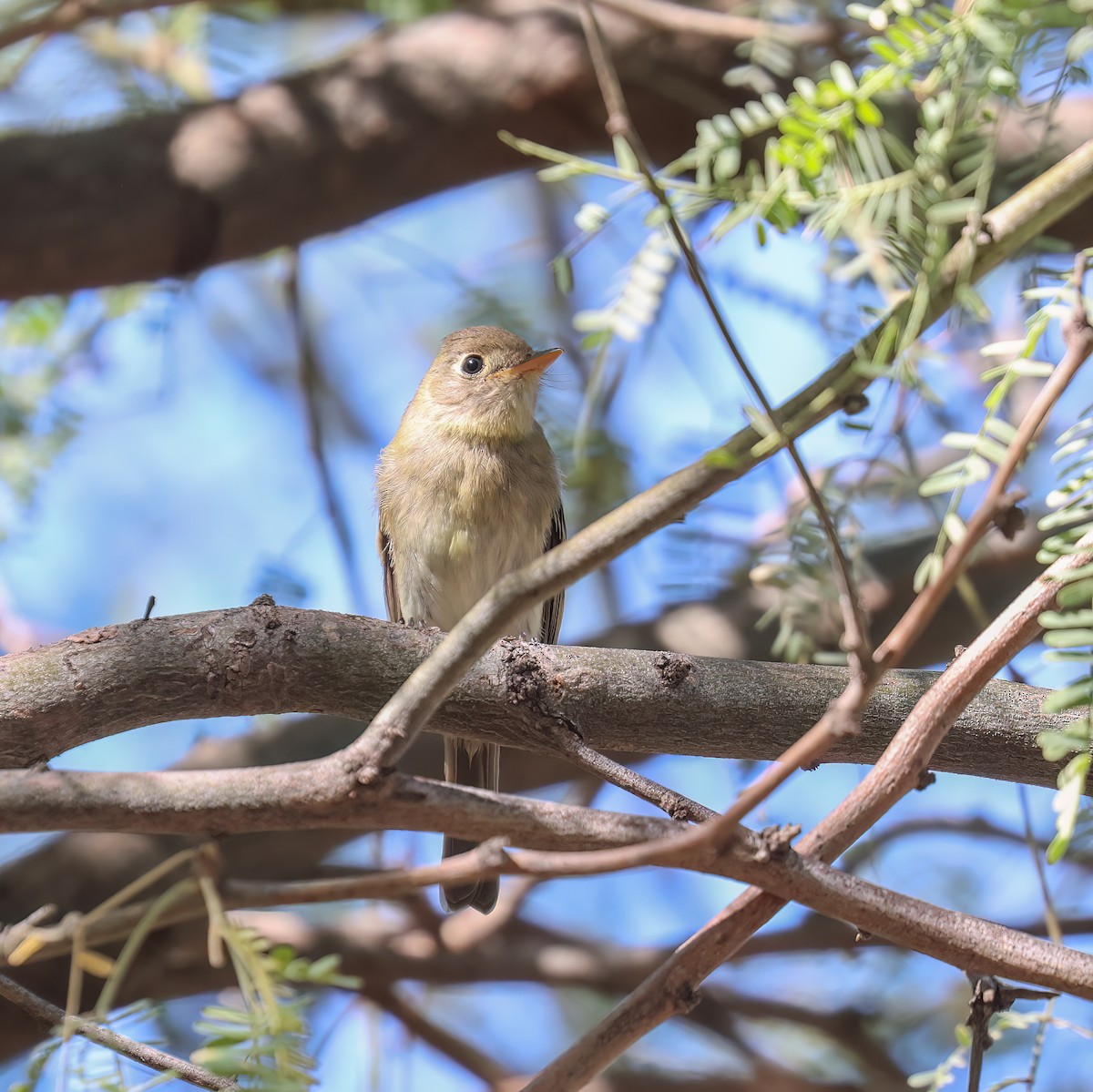 Western Flycatcher (Pacific-slope) - ML643056707