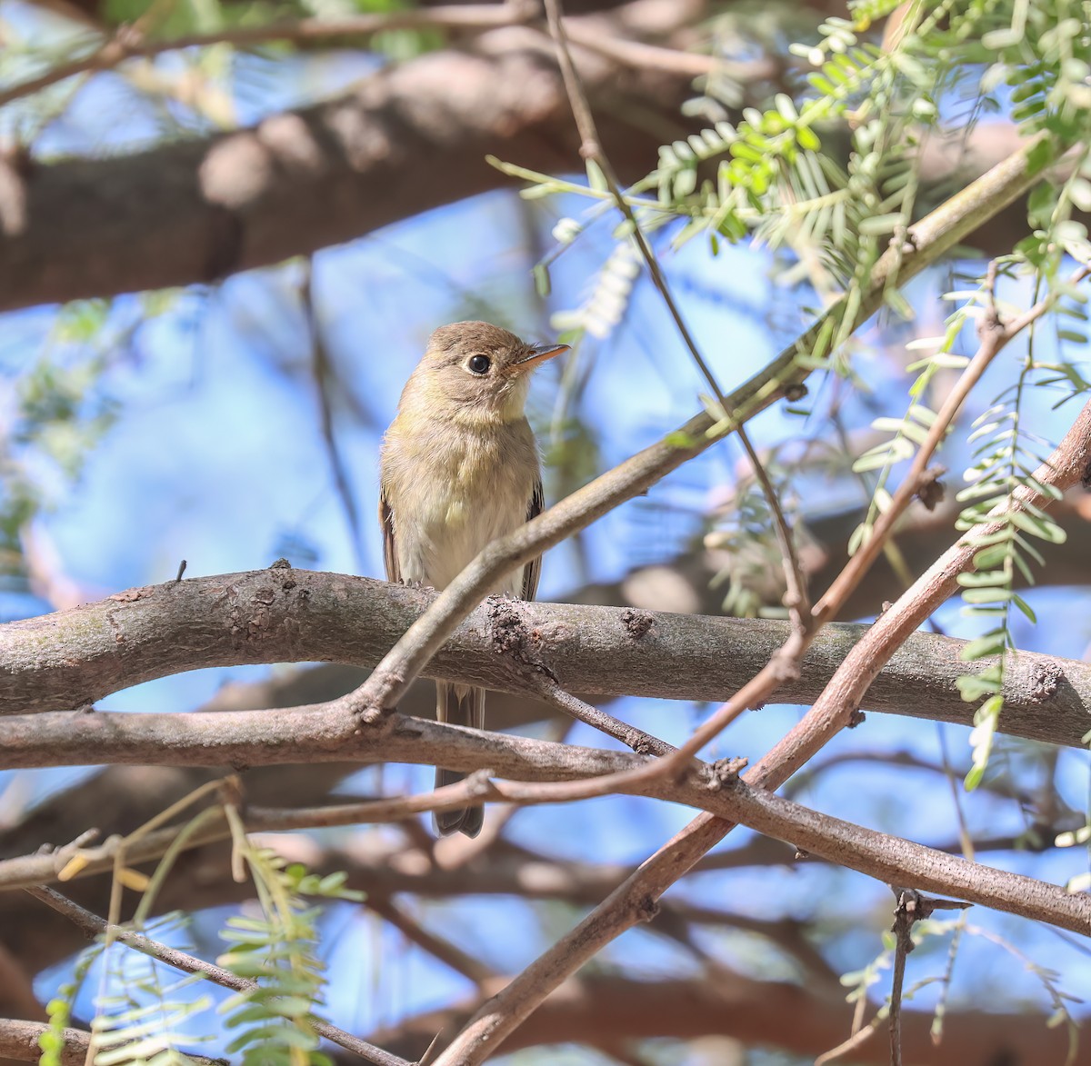 Western Flycatcher (Pacific-slope) - ML643056708