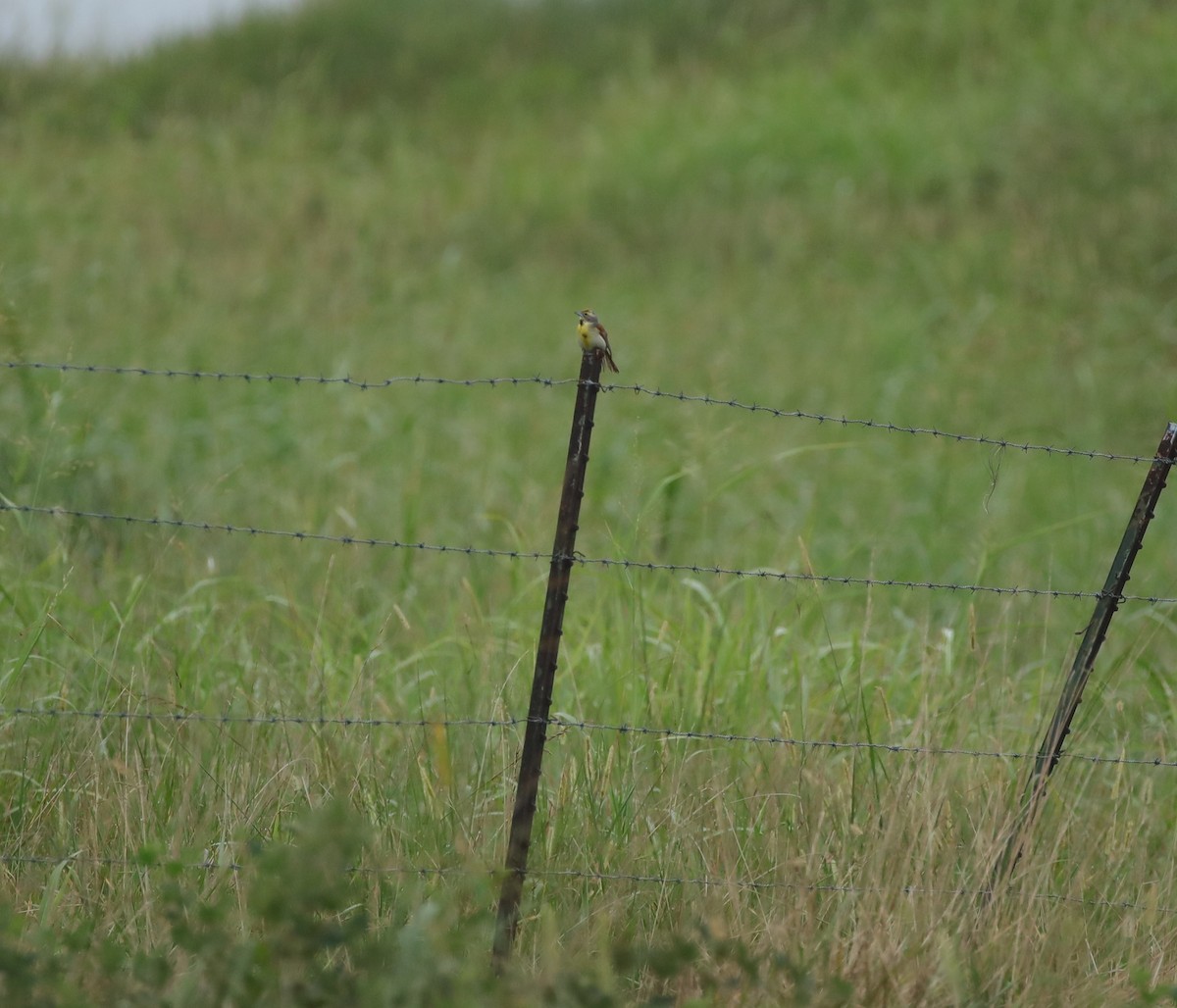 Dickcissel - ML643056728