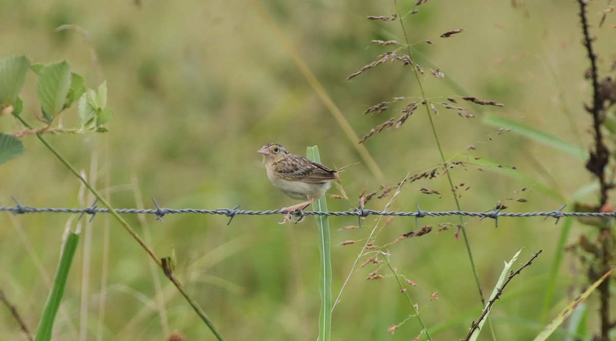 Grasshopper Sparrow - ML643056730
