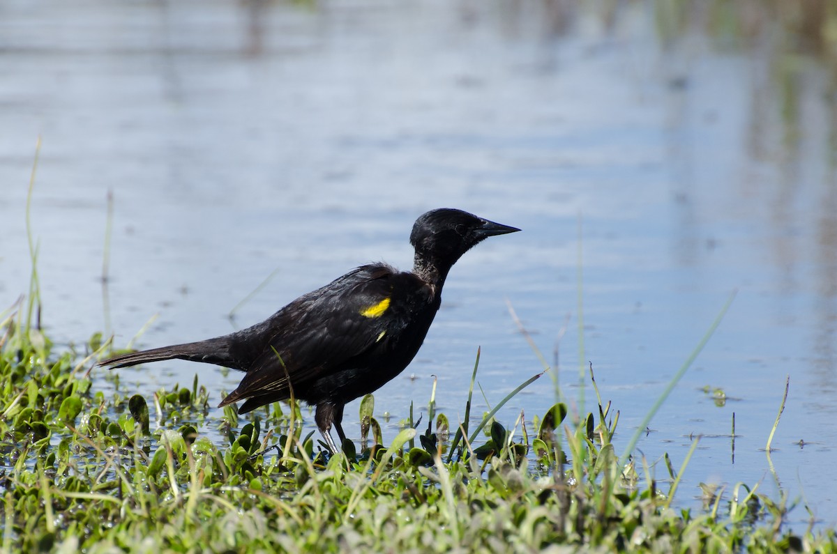Yellow-winged Blackbird - ML643056734