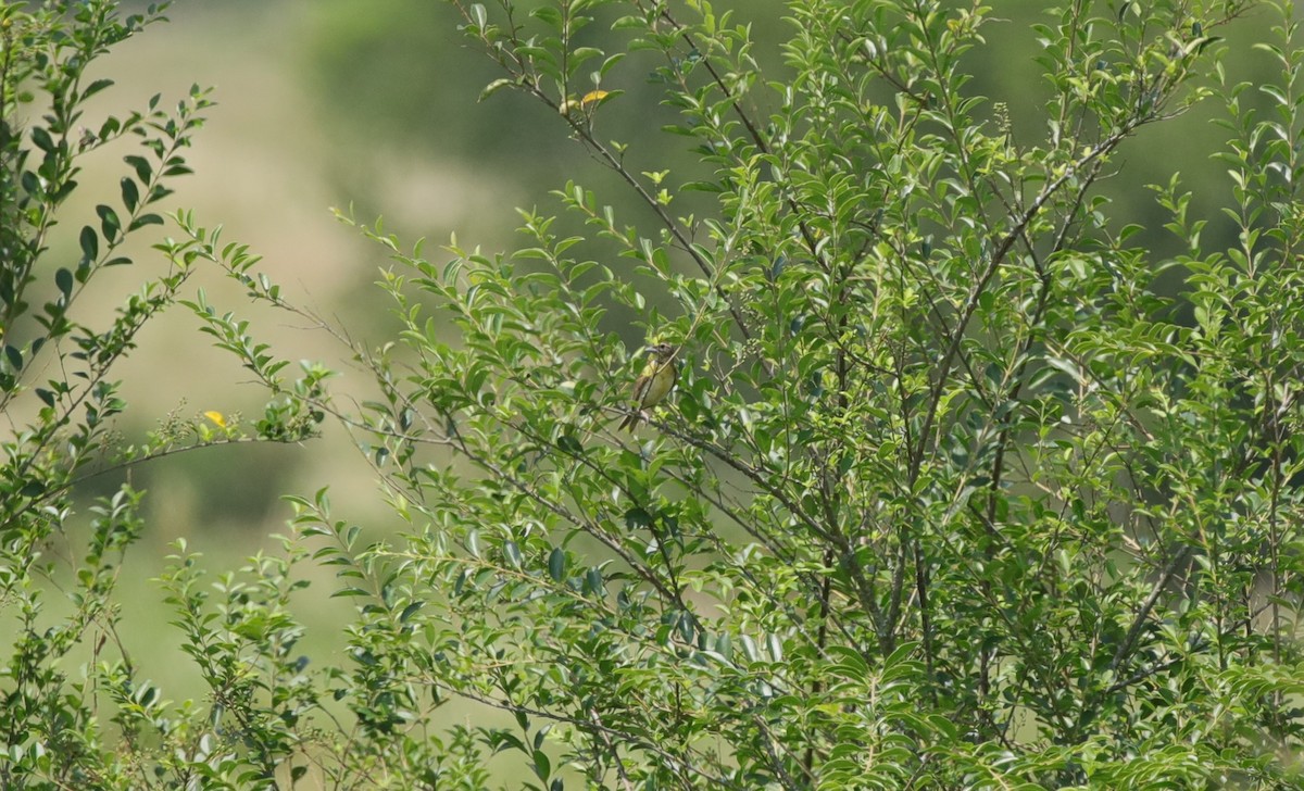 Dickcissel - ML643056739