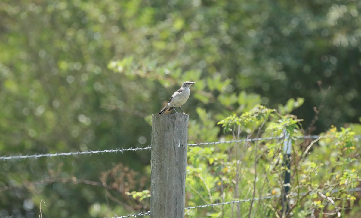 Northern Mockingbird - ML643056746
