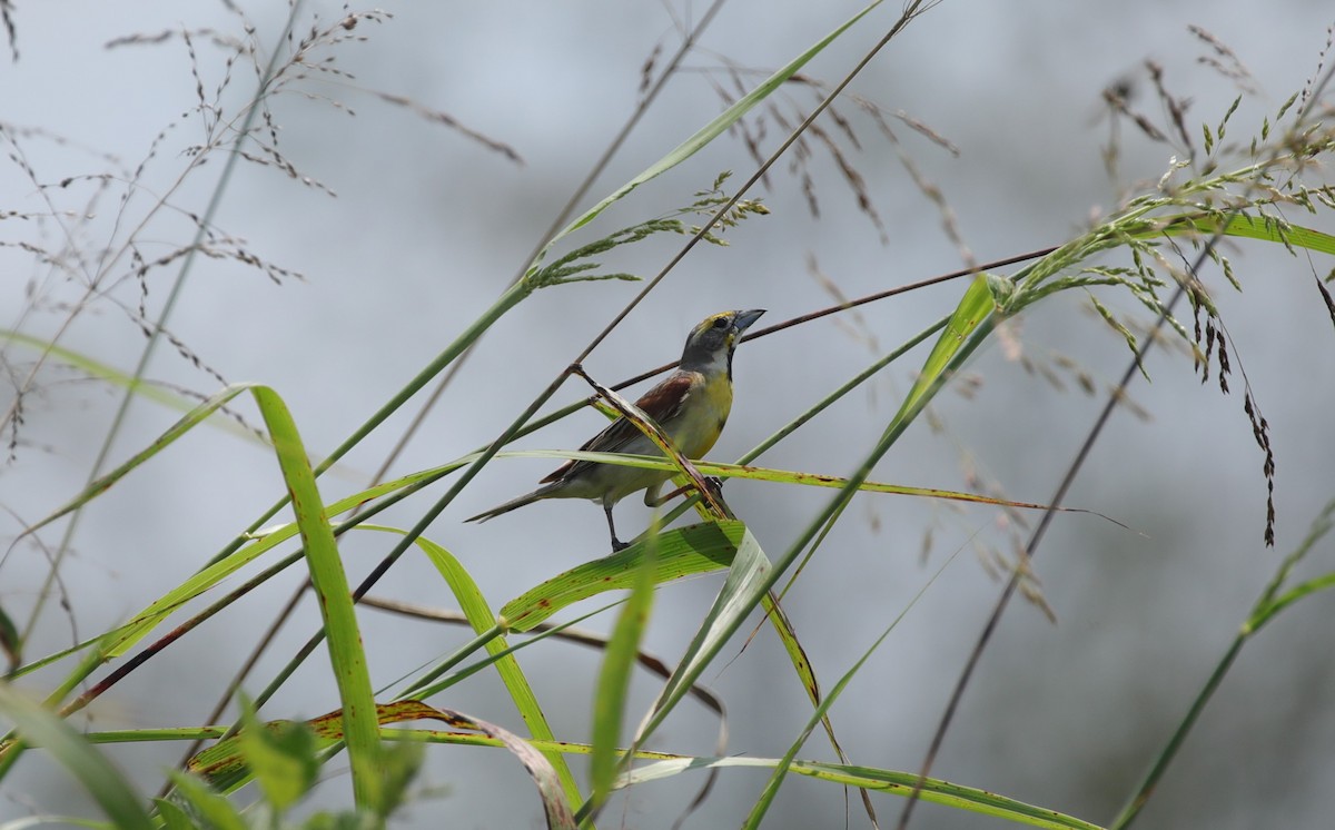 Dickcissel - ML643056751