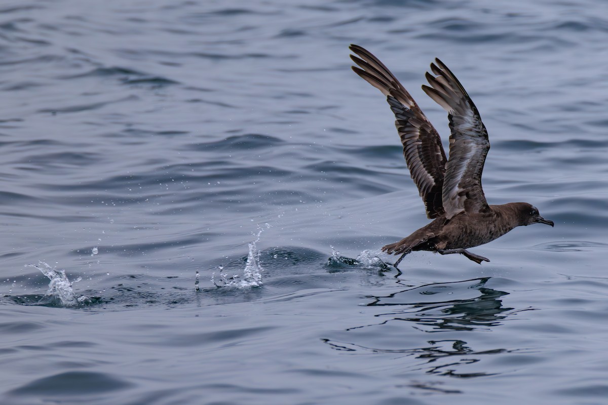 Sooty Shearwater - ML643056766